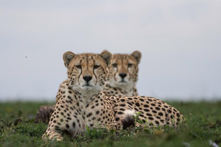 Tanzania Luxury Safari Experiences