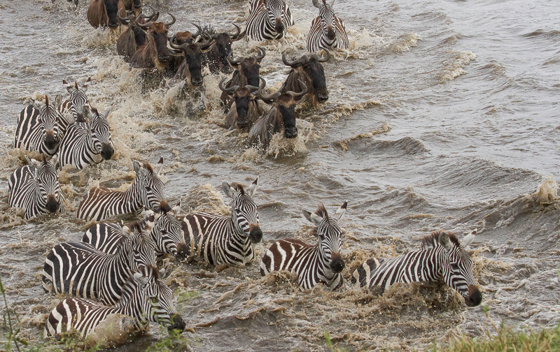 7-Day Premium Serengeti Safari