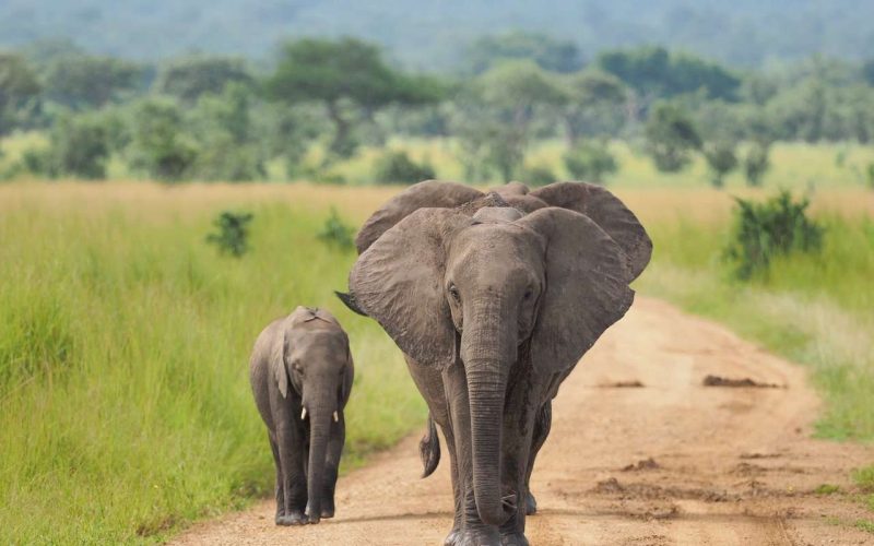 12-Day Luxury Tanzania Safari