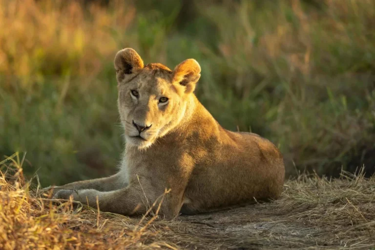 9-Day Great Migration Safari Adventure