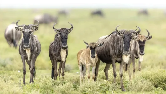 Tanzania safari Seasonal Highlights